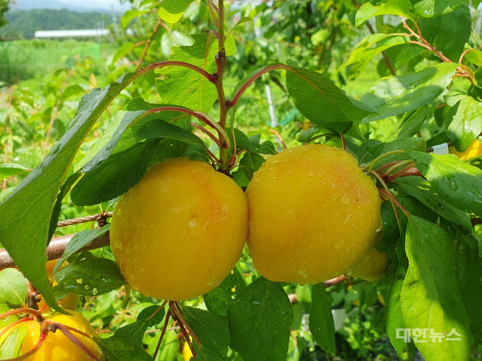 자주와 살구 교배종인 망고링이 열린 모습(영주시)