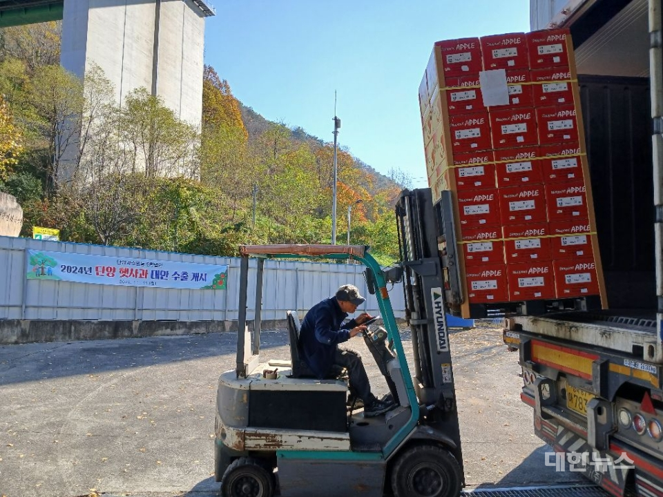 단양 죽령사과 출하 모습(단양군)