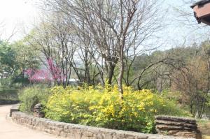 대한뉴스(포토) 충남도 산림자원연구소,  금강수목원에서 봄꽃 구경해요